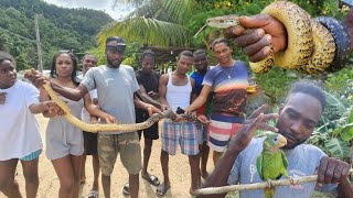 Finally catch a pretty yellow billed porrot Snakecall catch Ñ release epic seen [upl. by Lohrman]