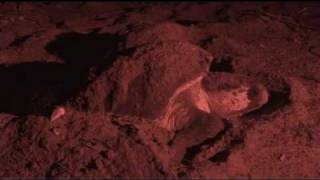 Loggerhead Sea Turtle Nesting  Botany Bay Plantation WMA [upl. by Alema362]