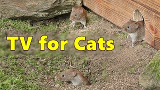 Cat TV  Mice Videos for Cats to Watch Extravaganza 🐭 Mouse Fun [upl. by Fang735]