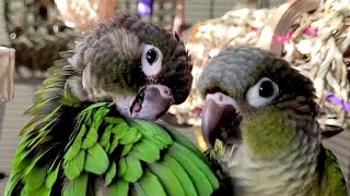 conure parakeet sounds for lonely birds to make them happy [upl. by Leirad]