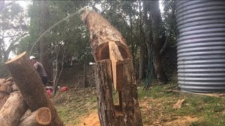 Awesome tree Felling technique [upl. by Amias167]