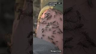 What would the world look like without mosquitoes🦟 MosquitoExtinction Malaria DengueFever fact [upl. by Atnek]