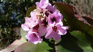 fleurs sauvages en Ardèche N°2 [upl. by Edwina]