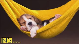 20 HOURS of Deep Sleep Dog Calming Music🎵🐶Dog Separation Anxiety Relief Music💖Dog Music🎵🐶 NadanMusic [upl. by Alliuqahs]