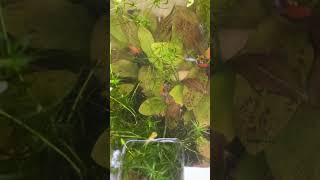 😍Echinodorus red flame😍plant plants fish monster misteri [upl. by Nivrehs315]