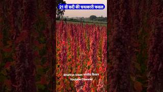 किनोवा की खेती की कैसे की जाती है  Kinova ki kheti  Quinoa Farming  क्विनोवा की खेती  quinoa [upl. by Ferrigno]