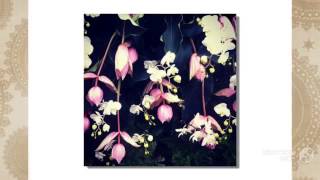 Medinilla  garden plants [upl. by Ames]