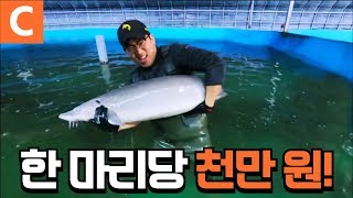 철갑상어 한 마리가 품은 캐비아의 가치가 천만 원 지리산 600m 자락에서 철갑상어를 기르는 청년 이야기│한국기행 [upl. by Oiretule]