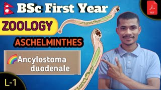 L1 Ancylostoma duodenale ● ASCHELMINTHES ● ZOOLOGY ● BSc First Year ●TU ●NEPAL 🇳🇵 [upl. by Anuahsar]