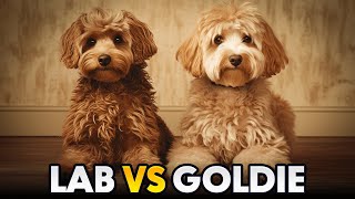 Labradoodle vs Goldendoodle The difference you  WildWonder [upl. by Yelich475]