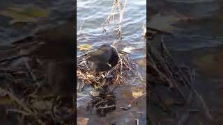 Linlithgow Coot 19th October 2024 shorts shortswithcamilla [upl. by Ttnerb915]