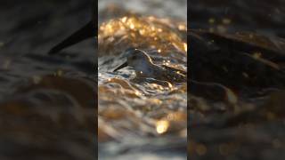 Sanderlings bathing in the golden light birding [upl. by Lonni]