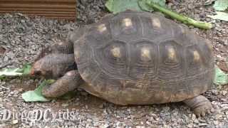 Chelonoidis carbonaria Redfooted tortoise Testudinidae jabutipiranga [upl. by Senecal]