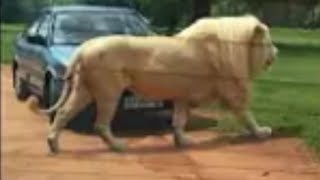 Huge White Lion bigger than a car😱😱🦁  HUGE MALE LION [upl. by Revell]