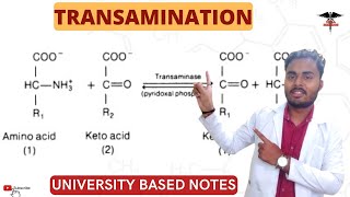 Transamination  Significant of Transamination  ALT  AST [upl. by Adidnac]