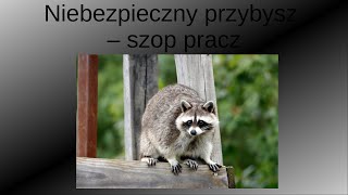 Niebezpieczny przybysz  szop pracz Zwierzęcy geniusze  Pakukla [upl. by Alejoa]