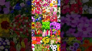 💐45 Verify Flower Seeds Review💐 flowergarden nature gardenlove shorts ytshort shopsy [upl. by Linehan]