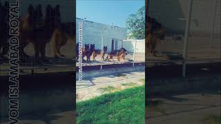 Tery agay peechay kahin dil who gya gsd germanshepperd shepherddog pets shepherd [upl. by Atiuqcir]