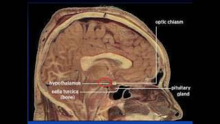 New Developments in the Understanding of Narcolepsy and the Hypocretin system [upl. by Steck]