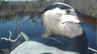 Treetop view of Great Blue Herons in amazing double flight to nest [upl. by Longtin]