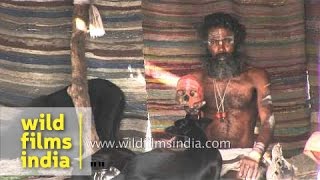 Aghori baba petting stray dogs [upl. by Llehsal]