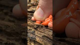 Popping Pimples in Nature Wolf’s Milk Slime Mold Lycogala [upl. by Hart239]