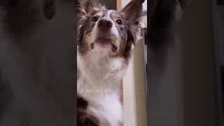 Dogs write a letter to Santa funnydogs dogskit funnydogvideos [upl. by Enelrad]