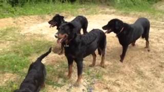 Ma petite meute de Beauceron [upl. by Crandale]