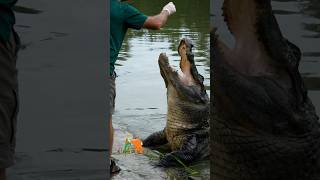 HOLD THIS shorts alligator wildlife [upl. by Akiem]