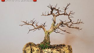 Bonsai Ulmus minor var [upl. by Immij]