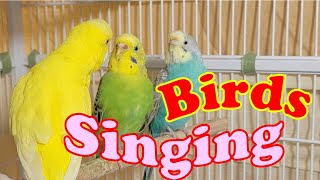 9 Hr Joyful Parakeets Playing Eating amp Singing Budgies Chirping Help Stressed lonely Birds Videos [upl. by Siegel569]