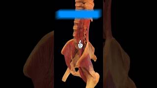 Psoas Major Muscle Function youtube youtubeshorts ytshorts anatomy [upl. by Hibben132]