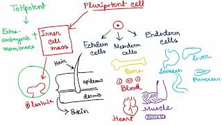 Stem Cells  Totipotent  Pluripotent  Multipotent  Oligopotent  Unipotent [upl. by Wadsworth]