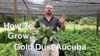 How to Grow Gold Dust Aucuba with detailed description [upl. by Abran]