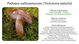 Рядовка надломленная Tricholoma batschii [upl. by Barret578]