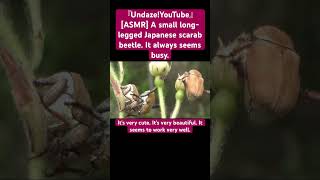 ASMR A small longlegged Japanese scarab beetle It always seems busy sdgs asmrsounds ytshorts [upl. by Terces815]