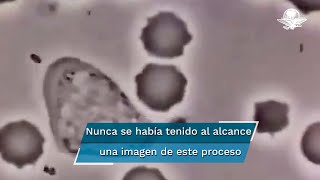 Así se ve un glóbulo blanco humano persiguiendo a una bacteria [upl. by Templa793]