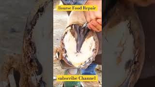 Horse 🐎 Foot Repair cuteanimal animals horse shorts shortsfeed shortvideo [upl. by Norud]