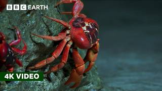 50 Million Red Crabs Take An Epic Trek to the Coast  Perfect Planet  4K UHD  BBC Earth [upl. by Patrick]