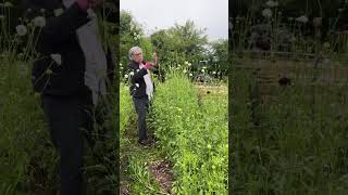 Scabiosa planted following the Cool Flowers concept grows super tall and when supported properly gro [upl. by Sirrah112]