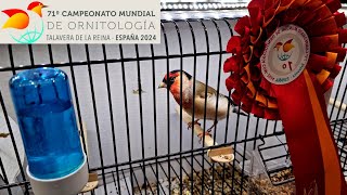 25000 uccelli 🐦🤯🫨 71° Campionato Mondiale di Ornitologia 2024  Talavera de la Reina Spagna 🇪🇸 [upl. by Einnal]