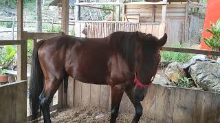 part 1Horse farming in everyday life horse sounds riding horses horse carriages [upl. by Brynna]