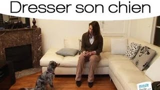 Dresser son chien pour quil ne mordille pas les meubles [upl. by Namzaj]