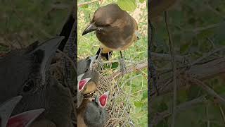 From Egg to Fledgling Rufous Treepie Bird Babies Heartwarming Story Unfolds [upl. by Fevre179]