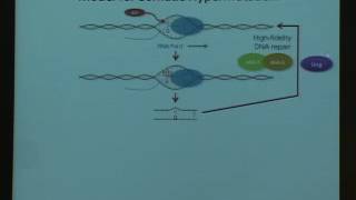 Targeting and Mistargeting of Somatic Hypermutation Implications for Lymphomagenesis [upl. by Abbate97]