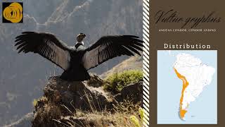 Andean Condor Vultur gryphus sounds [upl. by Laden]