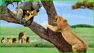 OMG Lion Mother Madly Revenge Ferocious Baboon To Save Her Poor Cub  Animals Fight [upl. by Soigroeg]