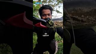 BRAVVO NEW FLOTING LIP GRIPPER 💥  Snakehead Fishing Videos fishing shorts [upl. by Aney]