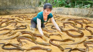 Catch A Lot Of Eels In The Swamp Goes To Countryside Market Sell  Phương Free Bushcraft [upl. by Llemej]