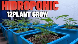 BEST HYDROPONIC SYSTEM FOR 12 PLANTS GROW [upl. by Oicnanev]